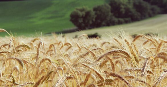 Field of corn